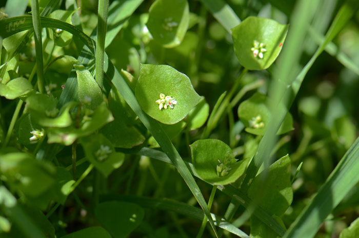 Claytonia perfoliata, Miner's Lettuce